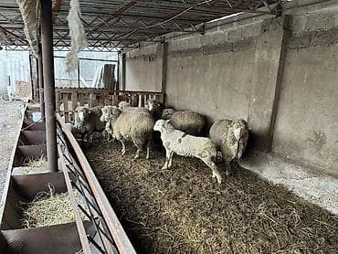 купить ягнят дорпер: Продаю | Овца (самка) | Для разведения | Матка — 2