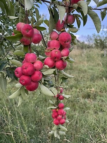 Үй жана бакча: 🍎 Жаңы түшүмдүн алмалары! Таттуу, жыттуу жана экологиялык таза. Өз — 1