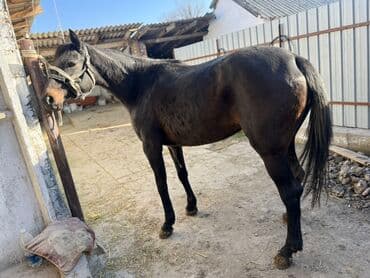 продам бу оборудование для птицефабрики: Продаю | Кобыла (самка) | Полукровка, Английская | Для разведения, Конный спорт | Племенные — 5