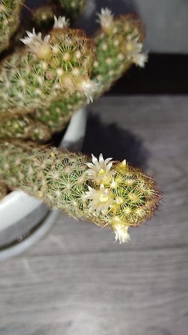 Диффенбахии: 1)Кактус Эхинопсис ( цветет часто, вместе с коричневым горшочком — 5