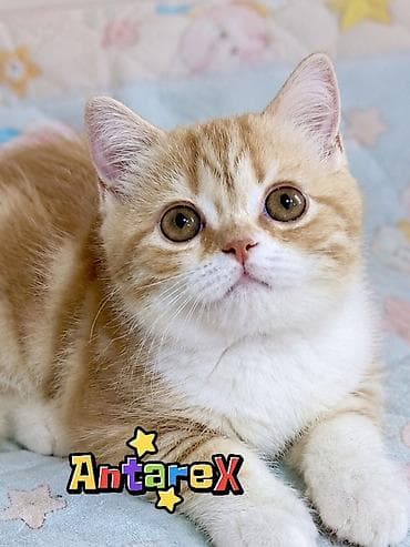 Мышыктар: Шотландские короткошерстные котята от красивой привозной пары — 2