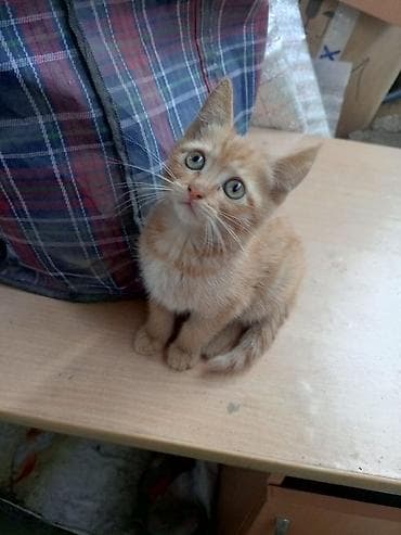 шотланские кошки: Кошка даром: Беспородная, Девочка, Приучена к лотку — 1