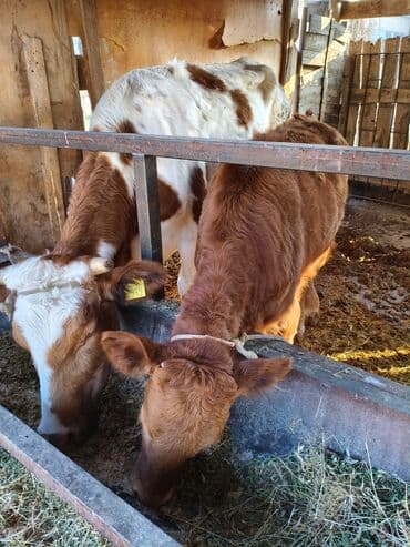 срочно продаю в связи с переездом: Продаю | Музоо, торпок | Привязанные — 3