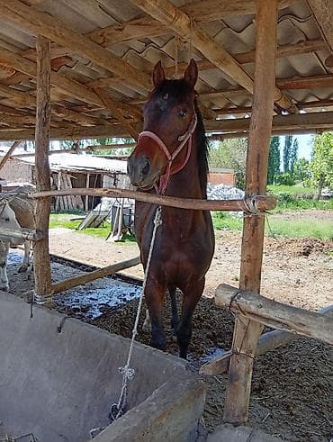 орловский рысак купить в россии: Продаю | Конь (самец), Жеребец, Жеребенок | Полукровка — 2