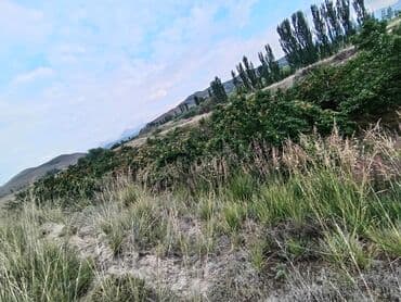 дом арча бешик аренда: Айыл чарба үчүн — 1