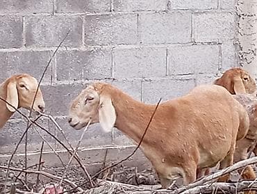 коза ош: Продаю | Коза (самка) — 1