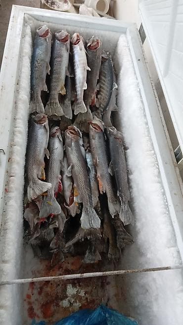 Продукты питания: Замороженная форель, не потрошённая, с головой. - Вид: радужная — 2