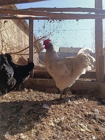 вислоухий сиамский кот: Продаю | Петух | Домашняя | Для разведения — 1