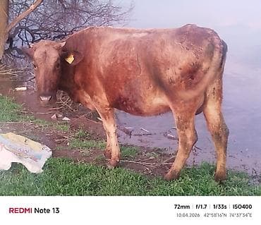 карова парода: Продаю | Корова (самка) | Для разведения — 5