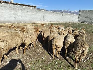 норка животное: Продаю | Овца (самка) | Для разведения | Матка — 7