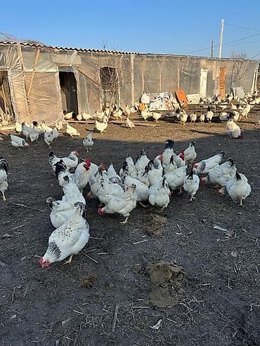 Грызуны: Продаю кур породы Адлер. 50 голов. Стабильно дают по 30 яиц. 100% — 4