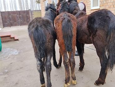 собаки каракол: Сатам | Тай | Көбөйтүү үчүн | Асыл тукумдуу — 7