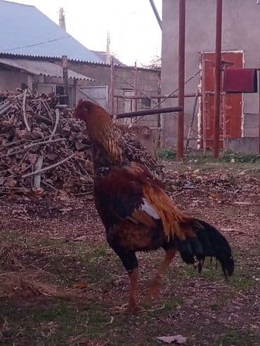 собака коли: Продаю | Петух | Домашняя | Для разведения — 5