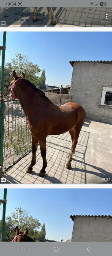 кошка город ош: Продаю | Жеребец | Конный спорт — 1