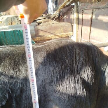 продаю связи с переездом: Продаю | Бык (самец) | На откорм | Привязанные — 3