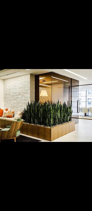 Кактусы: Распродажа комнатных цветов!!!🪴🌵🌱 — 2