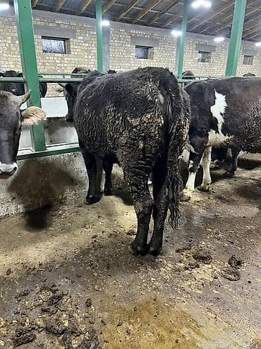 куплю корову на мясо: Продаю | Тёлка | Швицкая | На откорм, На забой | Привязанные — 5