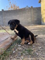 возьму щенка в добрые руки бесплатно: Собака даром: 2 месяца, Самка — 5