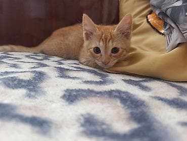 Кошки: В Добрые руки. БЕСПЛАТНО!!!Котенок рыженький, мальчик — 2