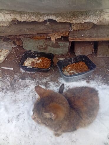 Ветеринар кызматы: 4 айлык, Ургаачы — 4