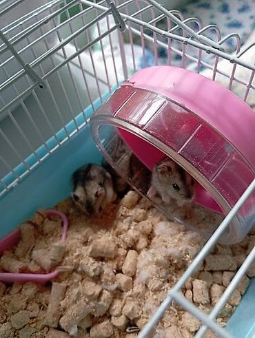 маленькие кошки: Карликовые хомячки джунгарики - Окрас: агouti/серо-бурый с тёмной — 3