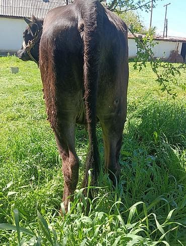 Животные: Продаю | Корова (самка) | Для разведения | Привязанные — 2