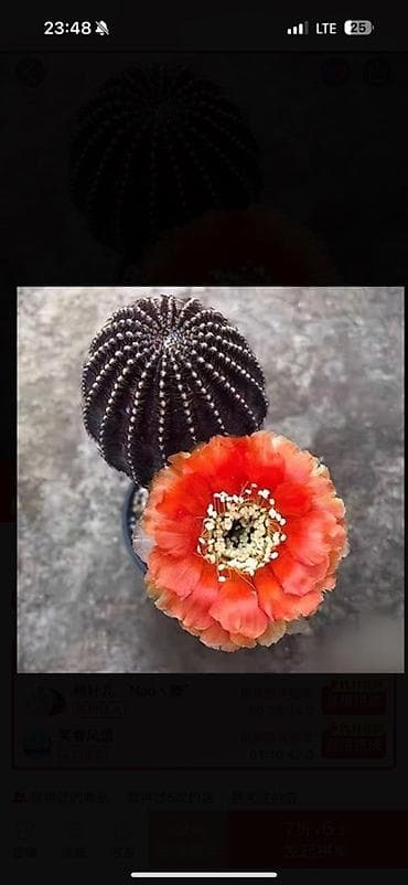 сколько стоят кактусы: Коллекция цветущих кактусов в горшках - Маммиллярии с венком — 5