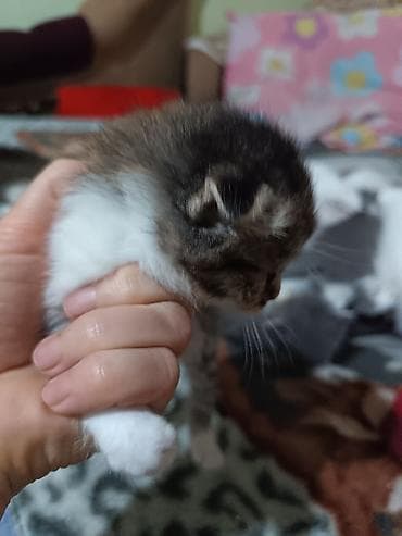 животные кошка: Котята вместе с мамами, 2 кошки молодые и 8 котят. - Помёт — 4