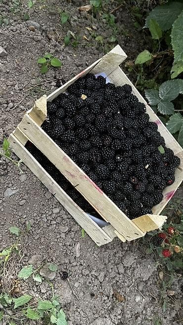 ежемалину: Ежевика Оптом, В розницу, Самовывоз, Платная доставка — 5