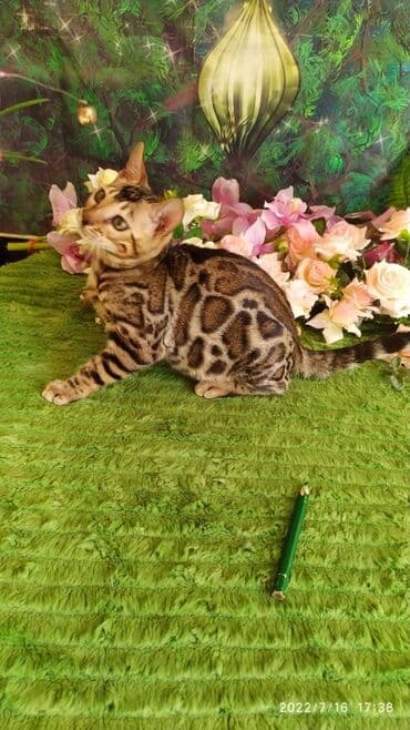 бенгальский леопардовый кот: Бенгальский котик Мальчик. 5мес. Невероятно красивый контрастный с — 21