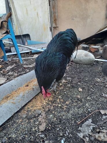 домашние курица: Продаю | Куры | Домашняя | Для разведения — 9