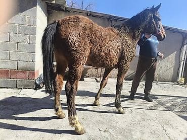 Ветеринар кызматы: Сатам | Байтал | Көбөйтүү үчүн — 6