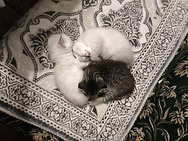 Вязка кошек: Котята ОТДАМ БЕСПЛАТНО В ХОРОШИЕ РУКИ Помёт из трёх малышей: два — 1