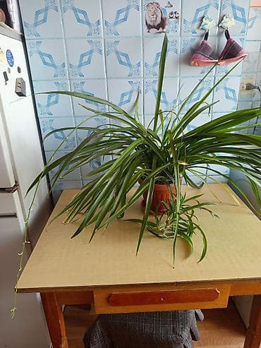 хлорофитума: Хлорофитум (Chlorophytum comosum) в горшке. - Пышная взрослая розетка — 1
