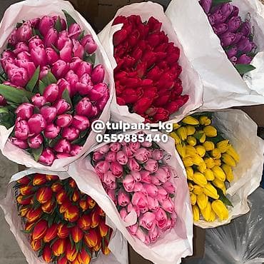 столы в рассрочку: СВЕЖИЕ тюльпаны к 8 Марта 🌷 Голландские луковицы 🇳🇱 | 40–50 см Опт и — 4