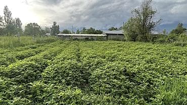 Малина Оптом, Самовывоз