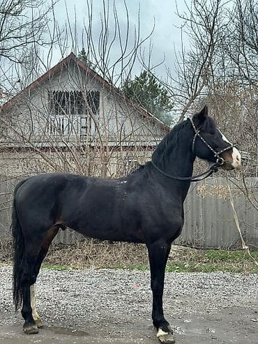 жылкы жаныбар: Сатам | Байтал | Жумушка — 7