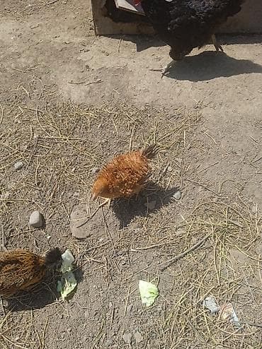 тайган собака цена бишкек: Цыплята мясояичного направления. домашние породы разные смешанные.3х — 2