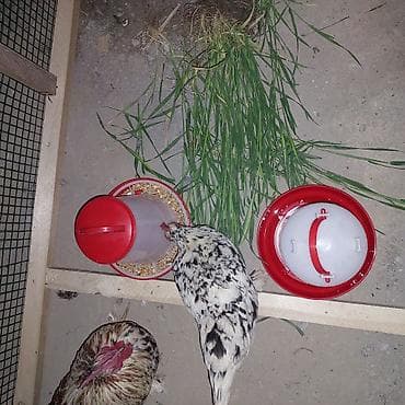 готовый курятник купить: Всё включено! взял и поставил или поларил) живой уголок для детей в — 5