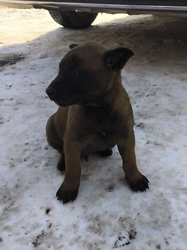 Иттер сатылат: Щенки с яркой «маской» на мордочке и короткой густой шерстью палевого — 3