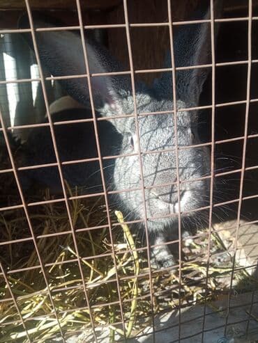 дом попугая: Продаю | Крольчата | Для разведения — 2