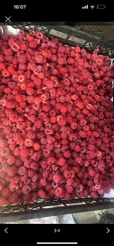 бойцовские петухи: Малина Оптом — 3