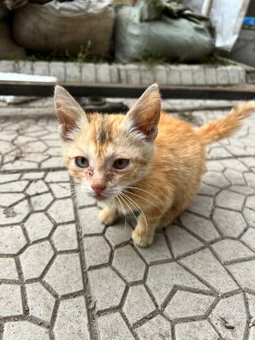 carters для мальчика: Кошка даром: Беспородная, 2 месяца, Мальчик, Приучена к лотку, Проглистована — 4