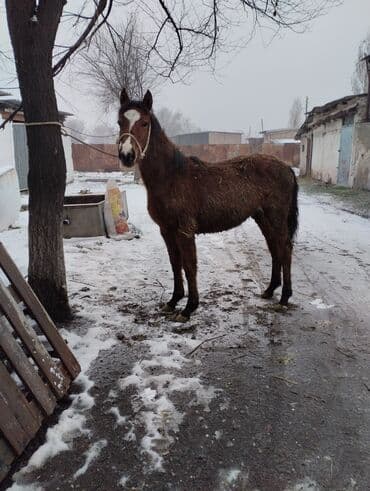 седло для лошади: Продаю | Жеребенок | Рабочий | Племенные — 7