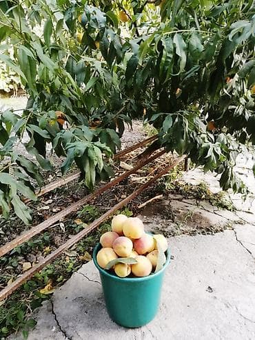 pc: Правильная обрезка плодовых деревьев и винограда. Обрезаю практически — 5