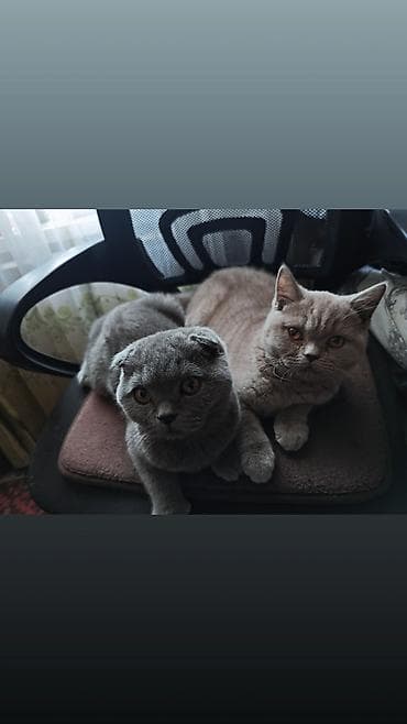 аксолотль купить в бишкеке: Девочка и мальчик 5-6 месяцев.Голубой мальчик и серая девочка. 12000 — 1