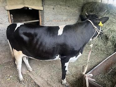 котёнок токмок: Продаю | Корова (самка) | Для молока — 1