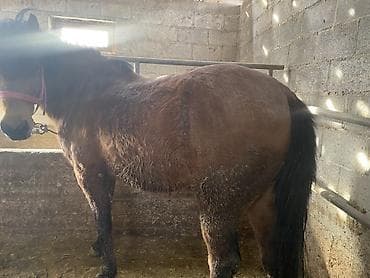 порода торпоктор: Сатам | Жылкы (эркек) | Союуга, Жумушка — 1