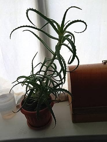 алоэ бишкек: 🌿 Продаются алоэ (столетник). Здоровые, взрослые растения. Цена — 2