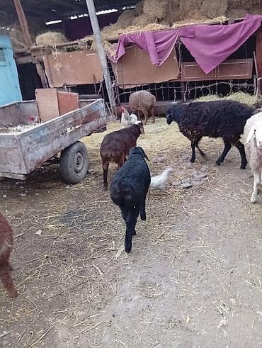 продаю кур несушек: Продаю | Овца (самка) | Полукровка | Для разведения | Матка — 6